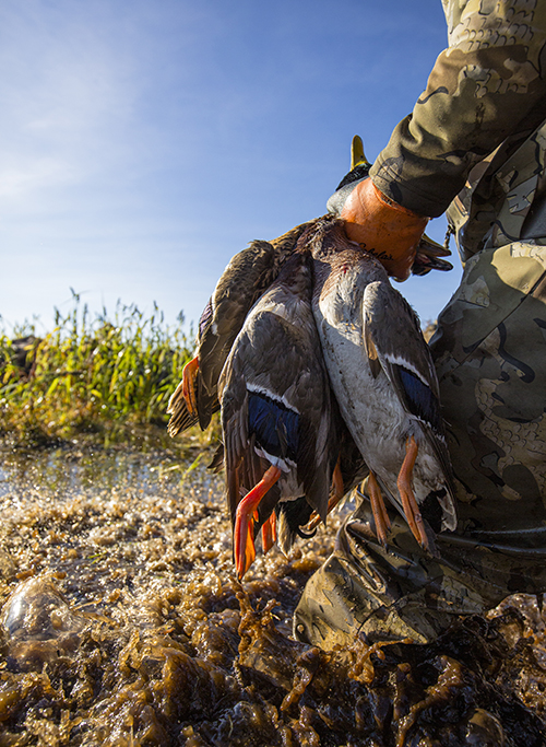 Book a Duck hunting in Minnesota